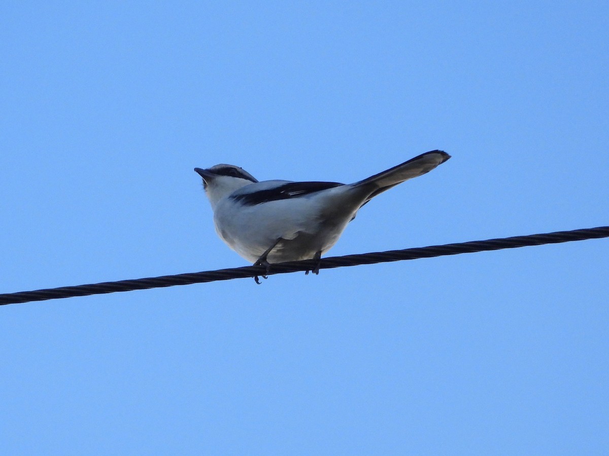 Great Gray Shrike (Great Gray) - ML645339890