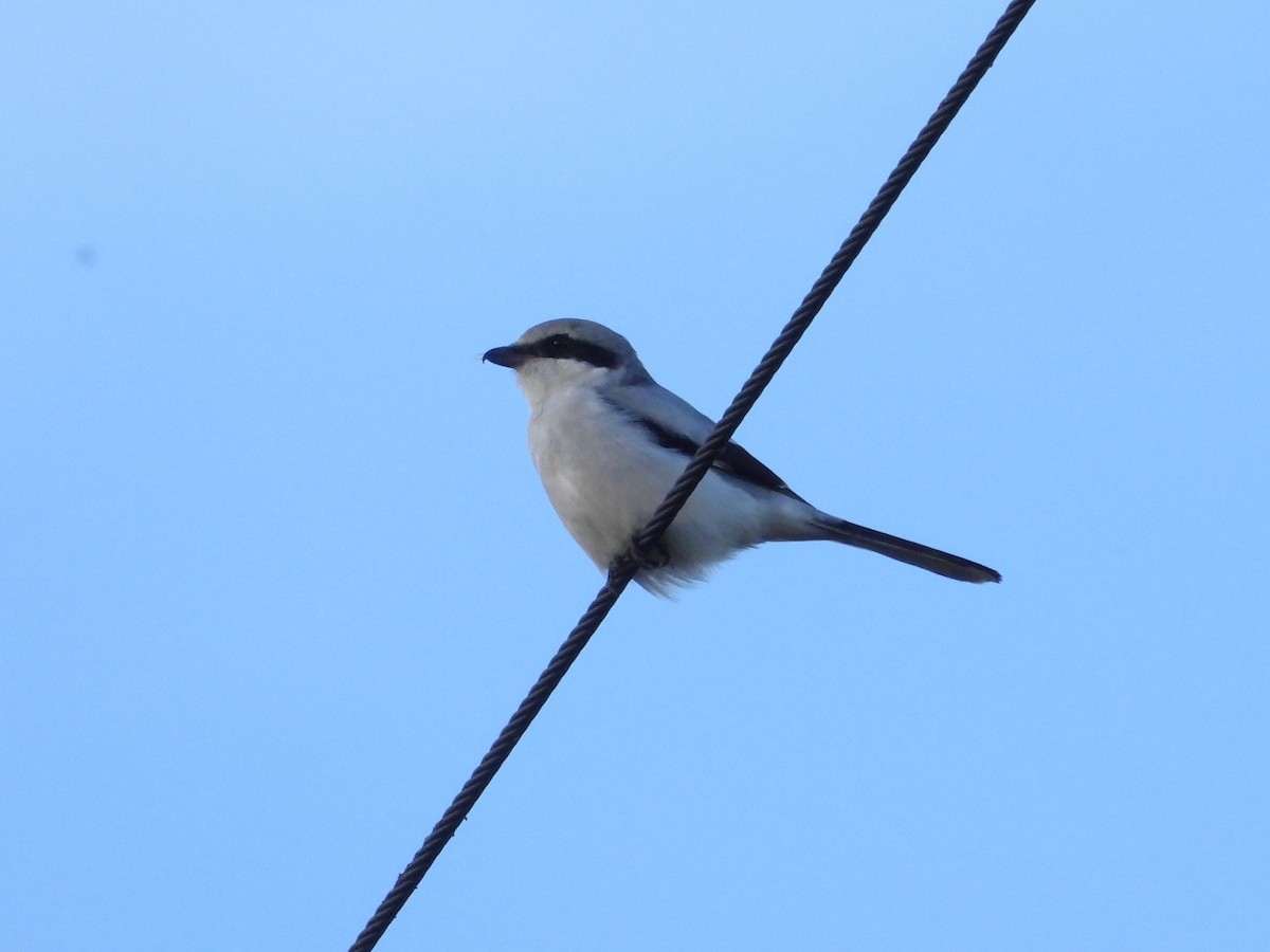 Great Gray Shrike (Great Gray) - ML645339891