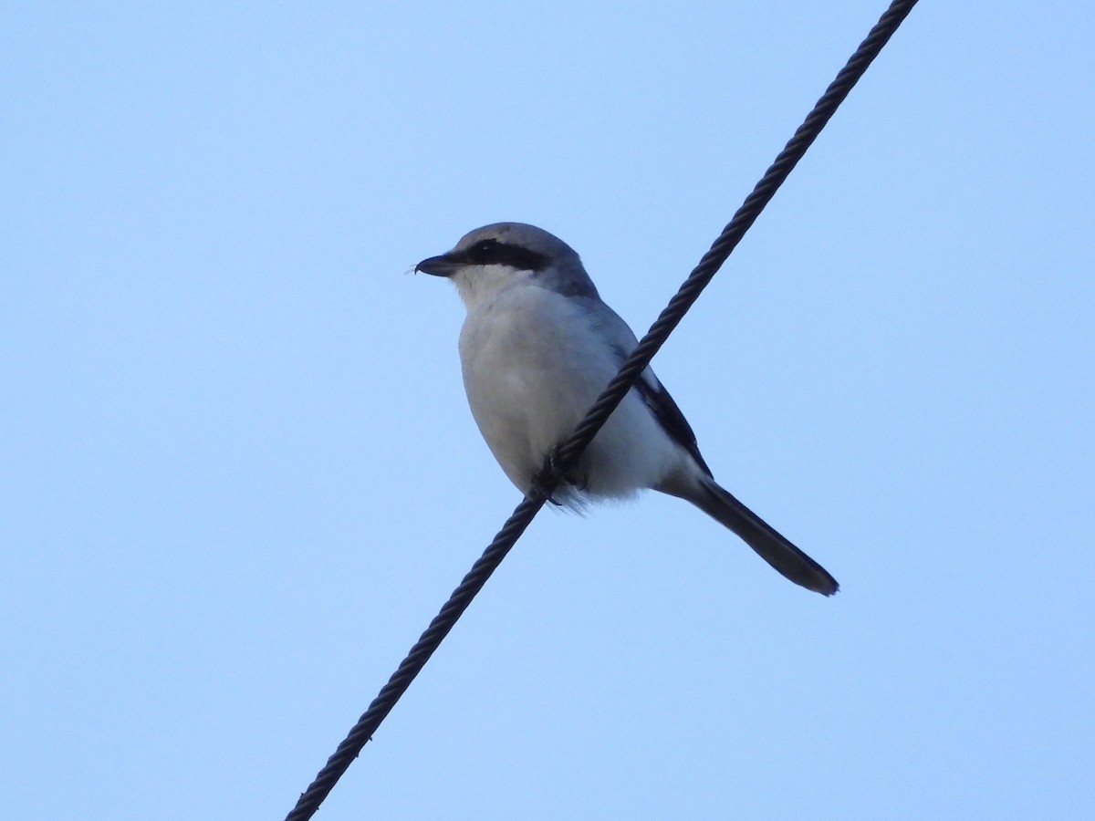 Great Gray Shrike (Great Gray) - ML645339892