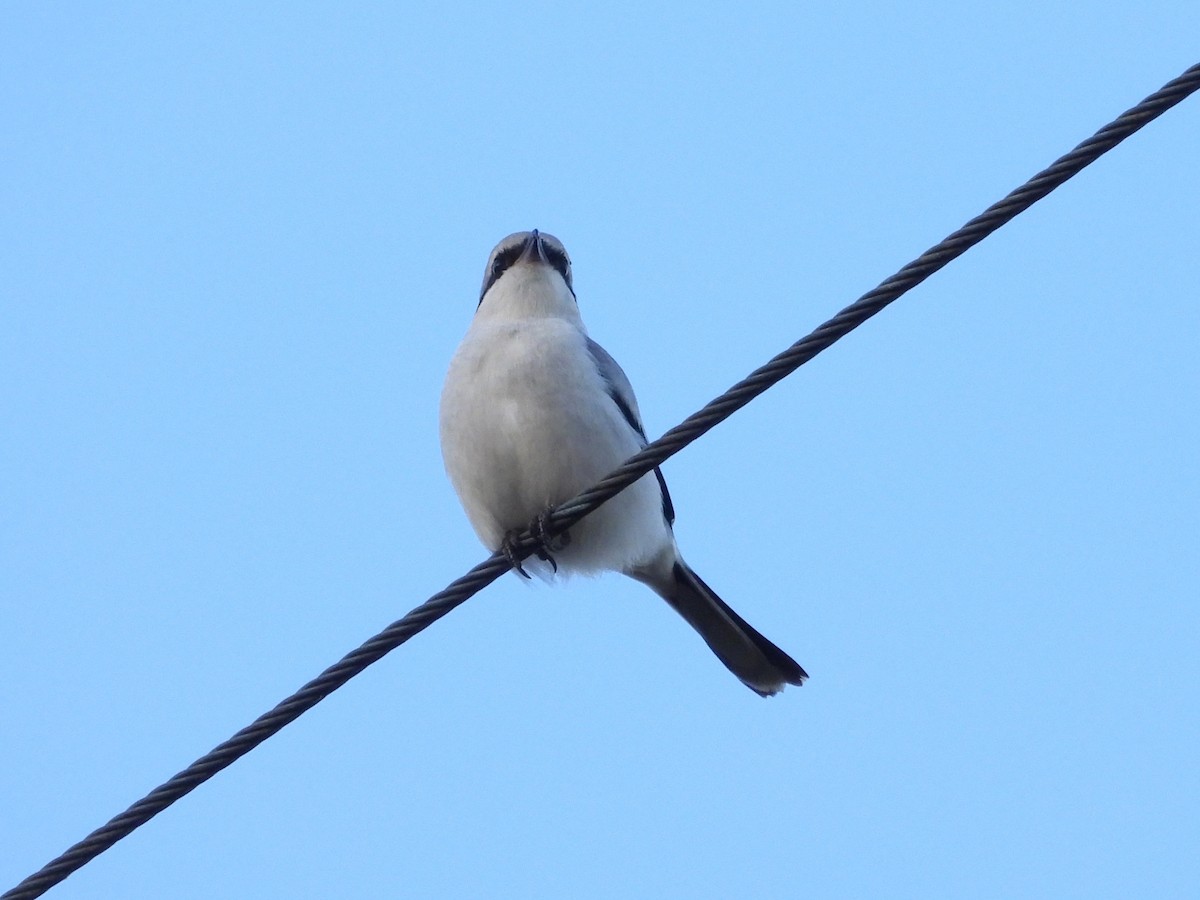 Great Gray Shrike (Great Gray) - ML645339893