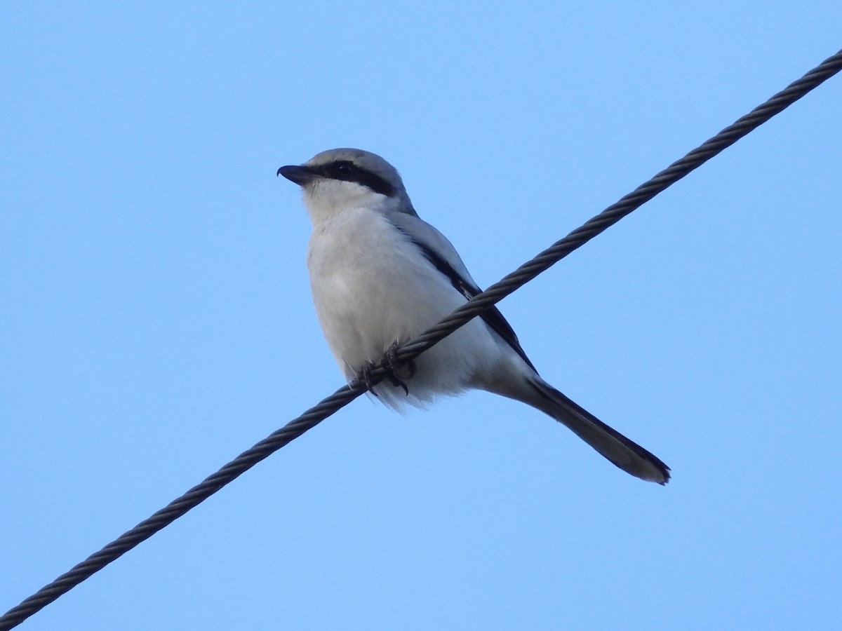 Great Gray Shrike (Great Gray) - ML645339894