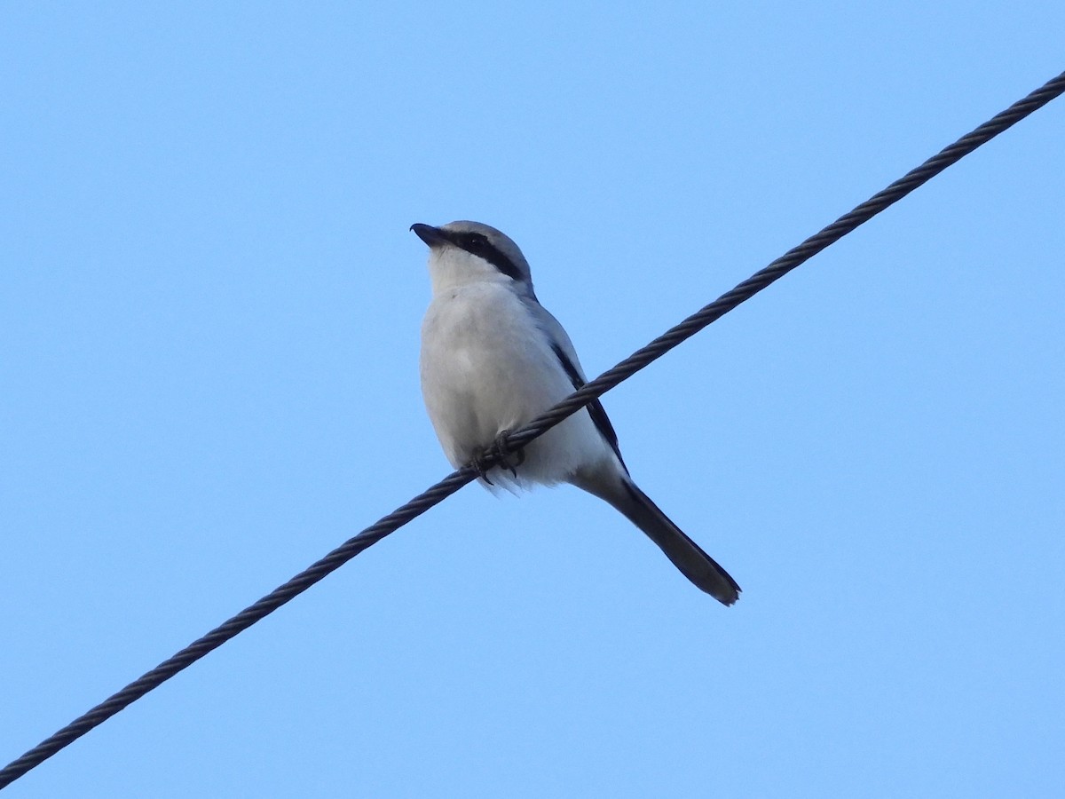 Great Gray Shrike (Great Gray) - ML645339895