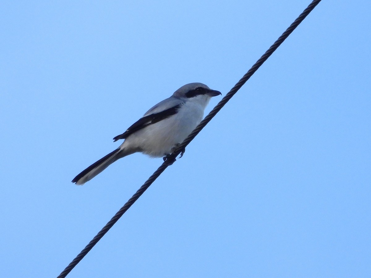 Great Gray Shrike (Great Gray) - ML645339896