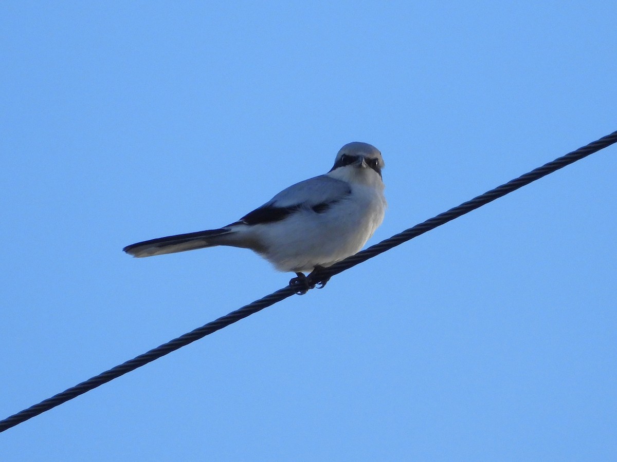 Great Gray Shrike (Great Gray) - ML645339897