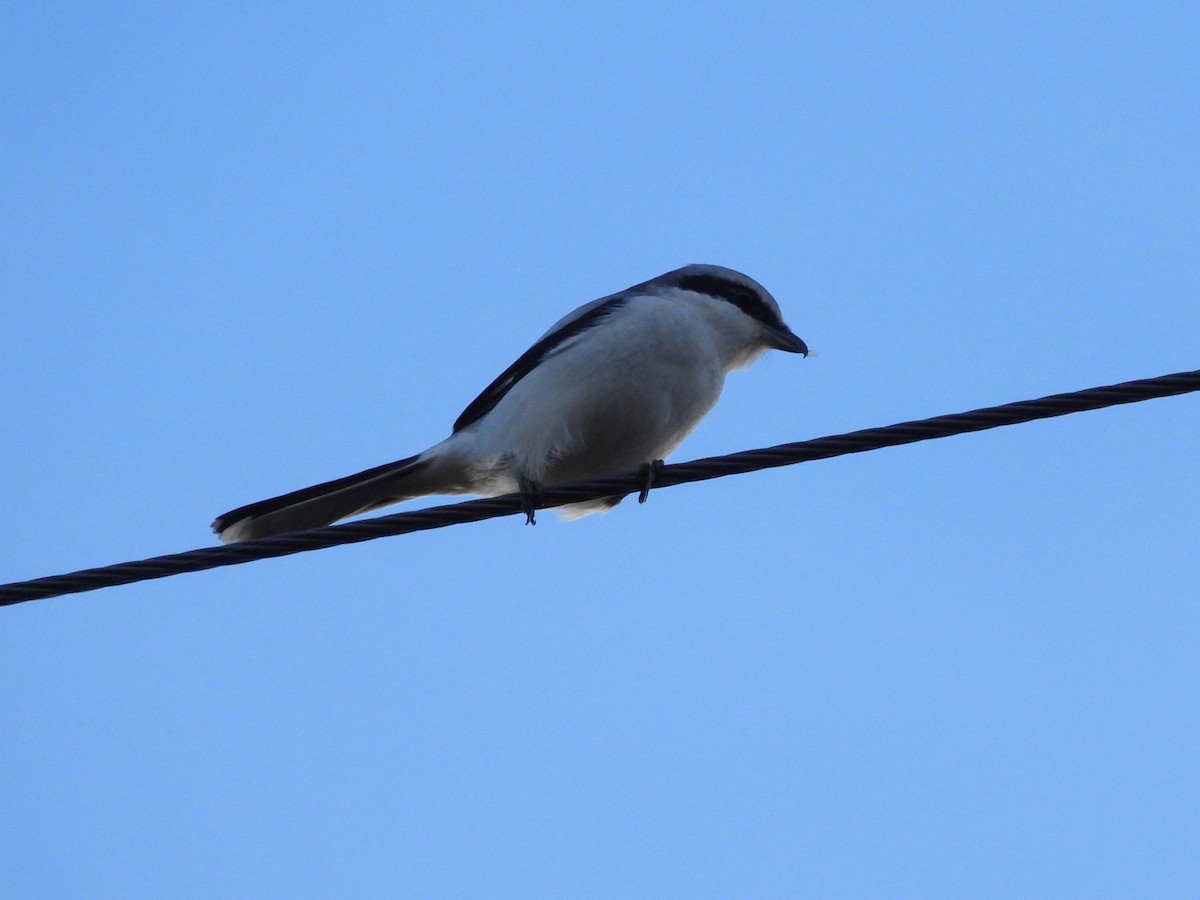 Great Gray Shrike (Great Gray) - ML645339898