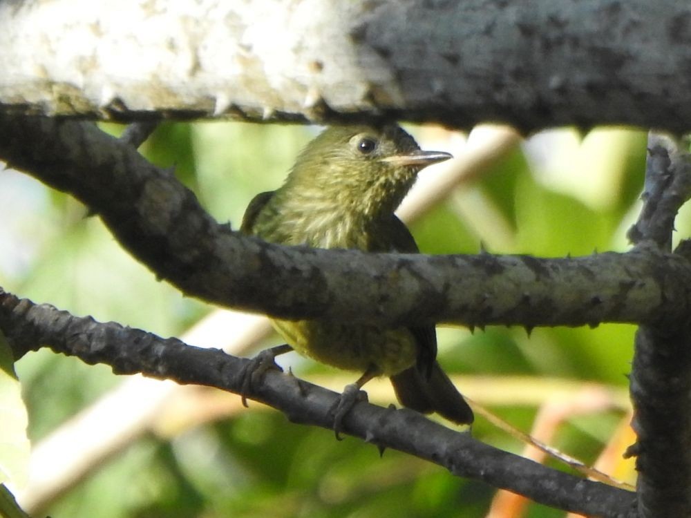 Olive-striped Flycatcher - ML645339901