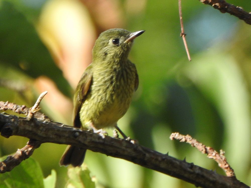 Olive-striped Flycatcher - ML645339902