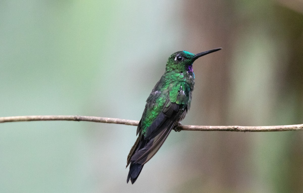 Колібрі-діамант колумбійський - ML645339907