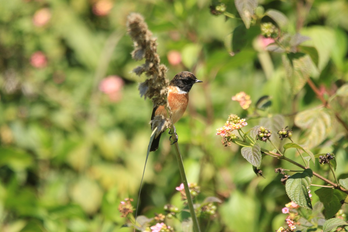 Pallasschwarzkehlchen - ML645339912