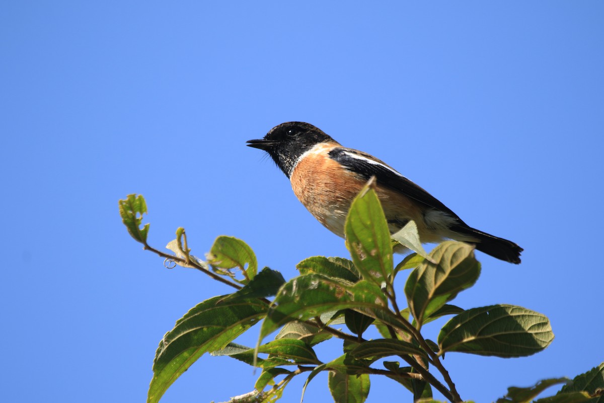 Pallasschwarzkehlchen - ML645339913