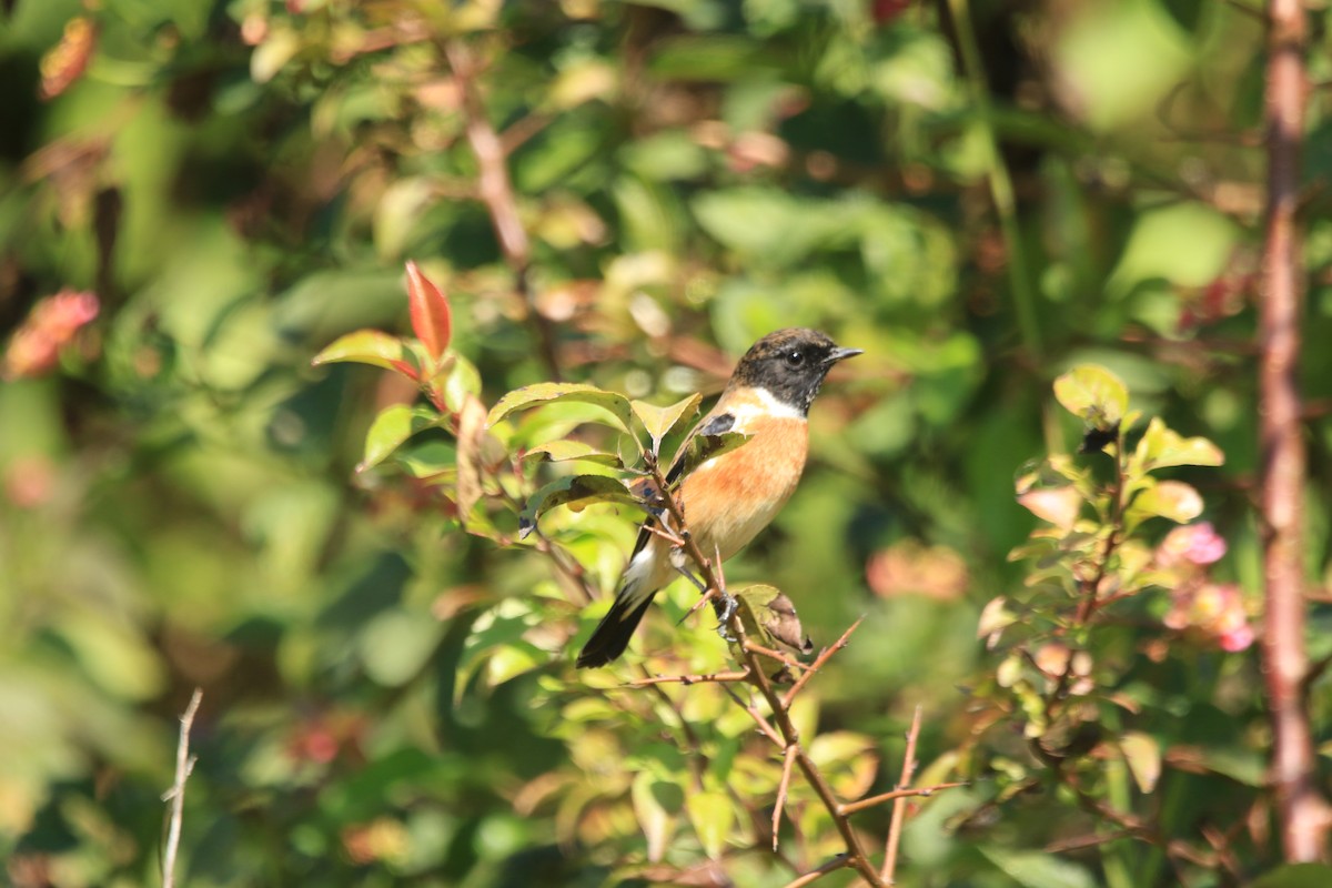 Pallasschwarzkehlchen - ML645339914