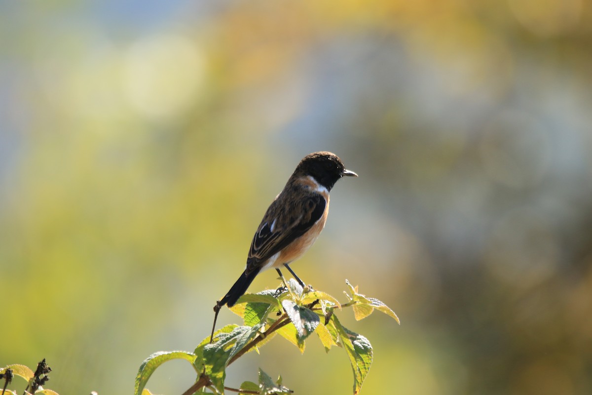 Pallasschwarzkehlchen - ML645339915