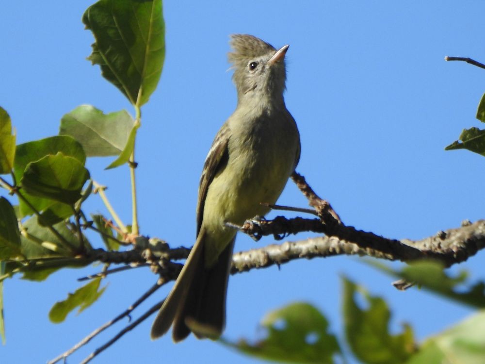 Желтобрюхая эления - ML645339928