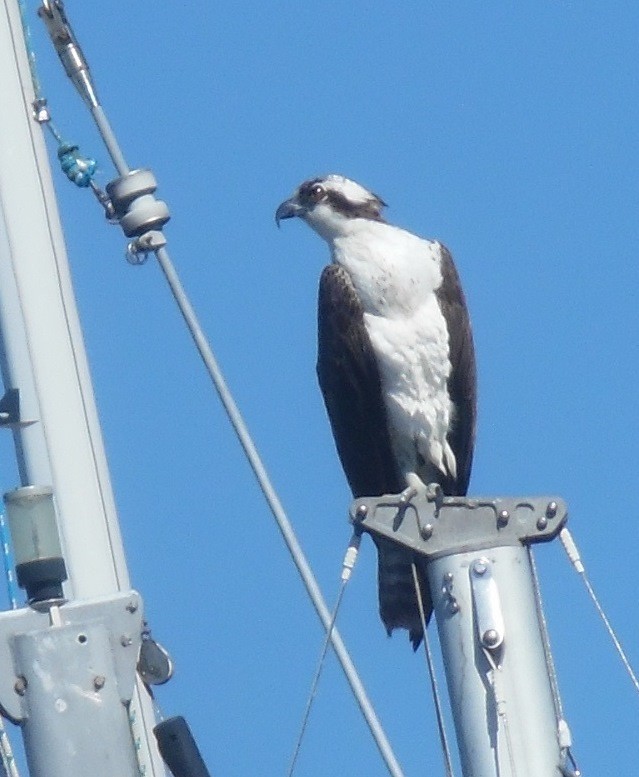 Osprey - ML645339933