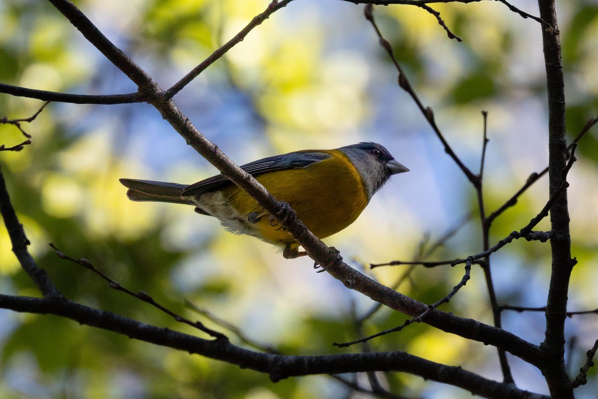 Patagonian Sierra Finch - ML645339934