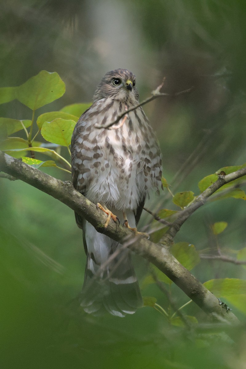 Sharp-shinned Hawk - ML645339960