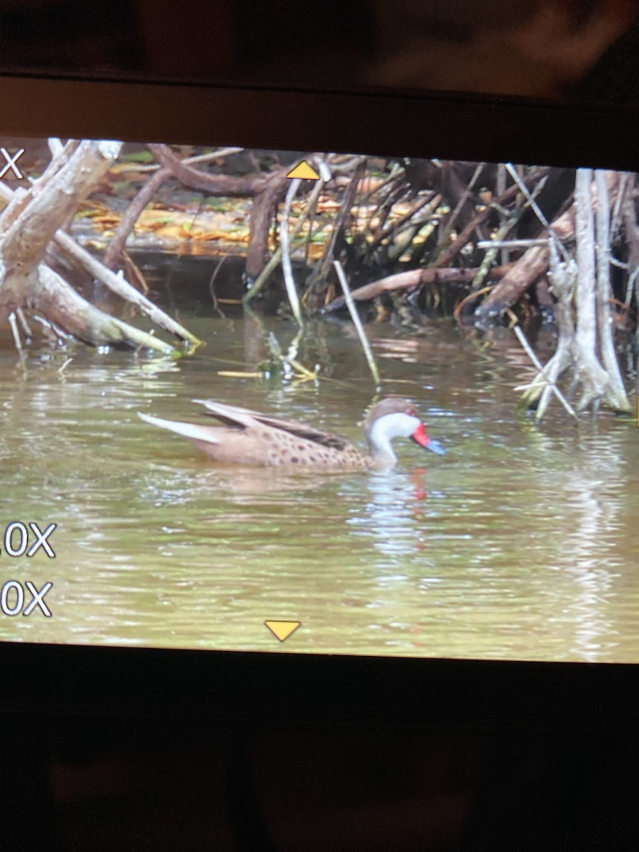 Bahamaente - ML645339973