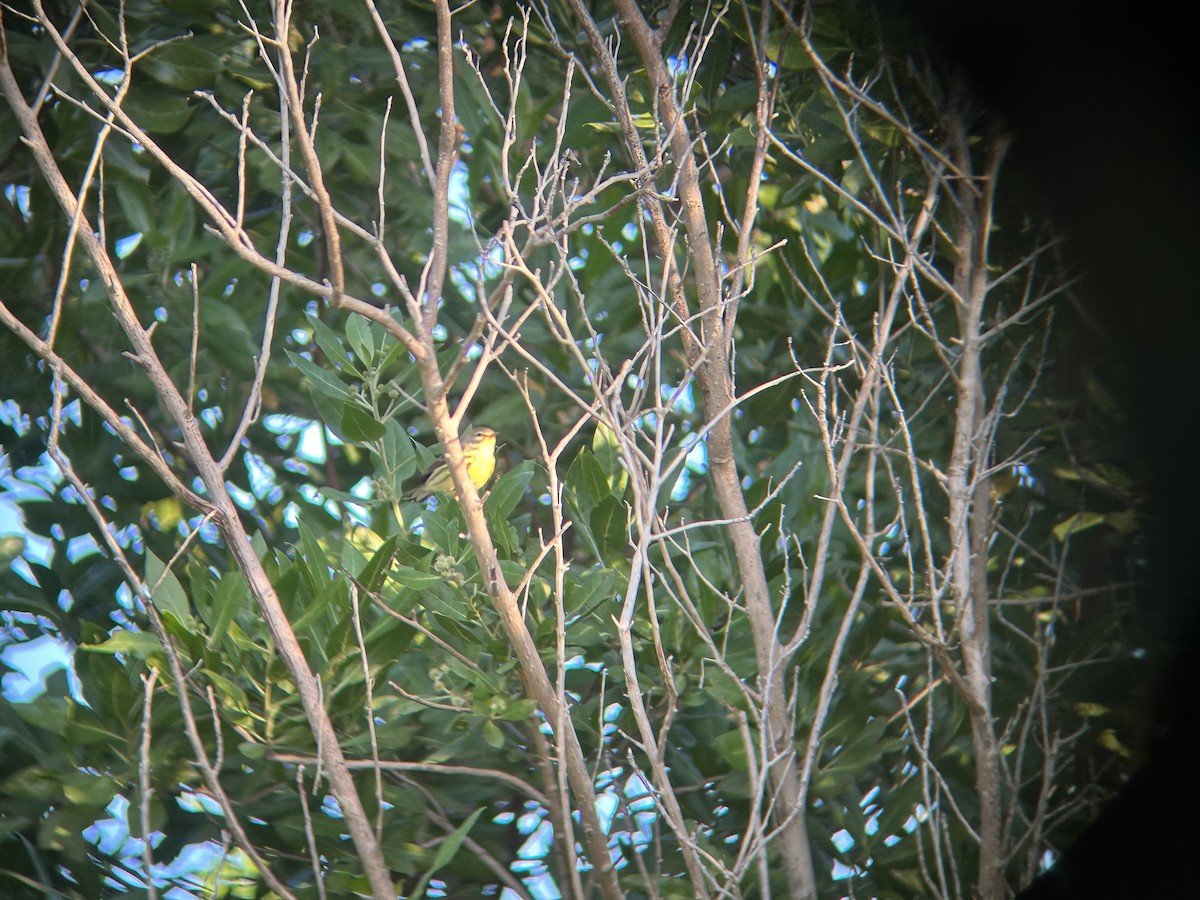 Prairie Warbler - ML645339979