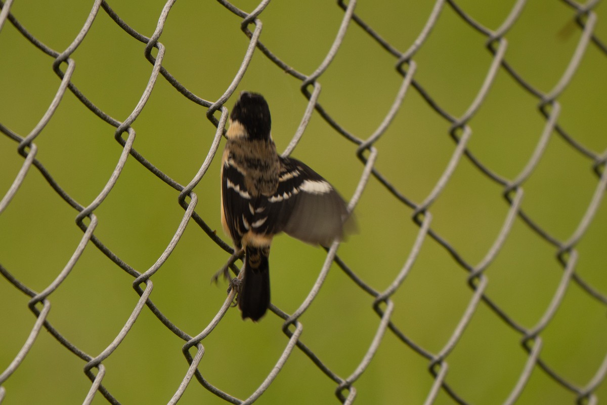 Morelet's Seedeater - ML645339980