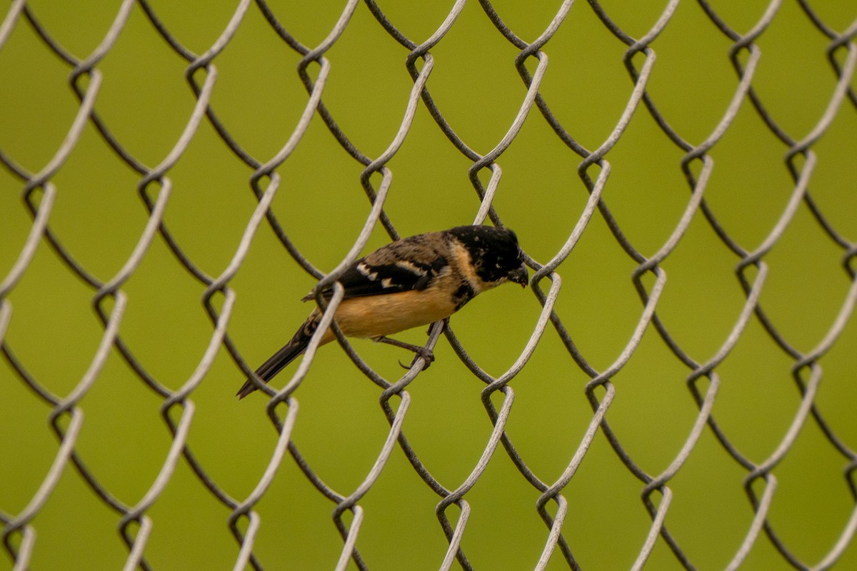 Morelet's Seedeater - ML645339983