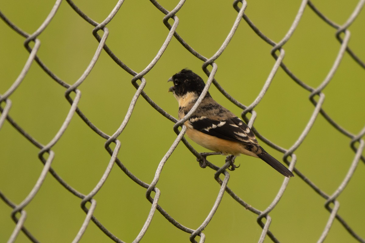 Morelet's Seedeater - ML645339984