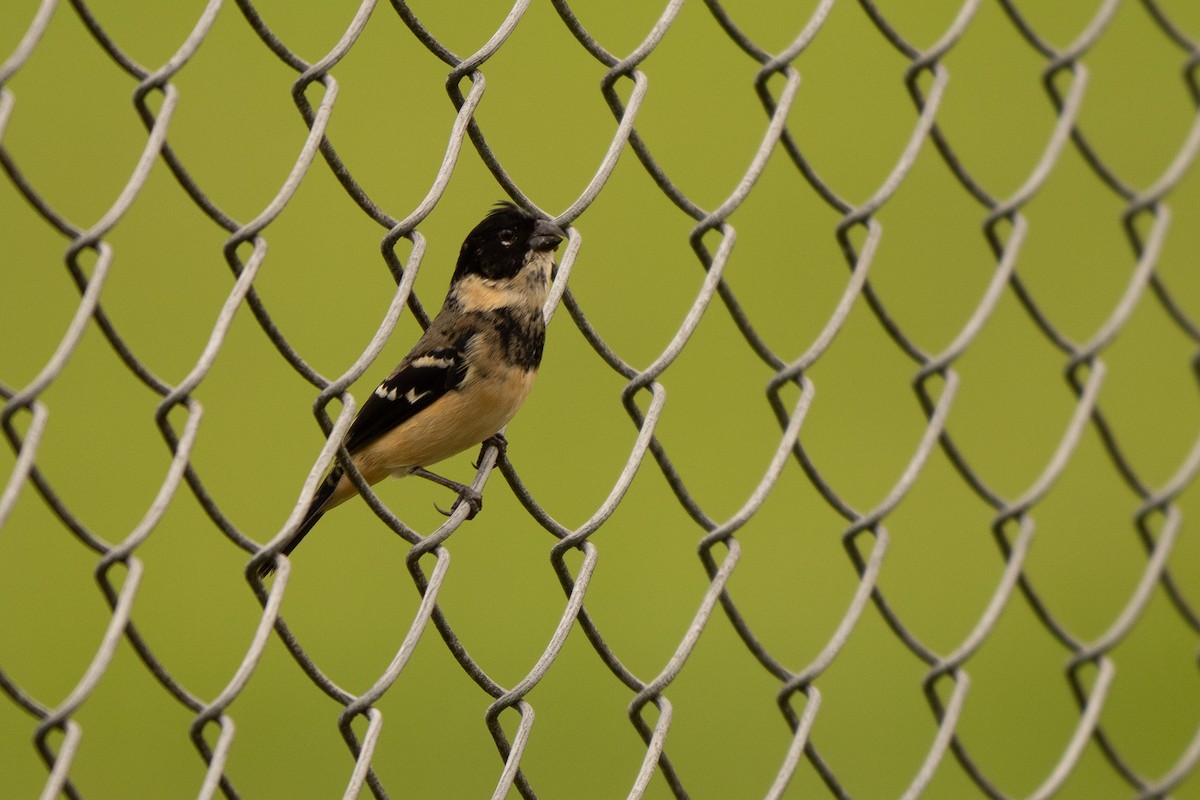 Morelet's Seedeater - ML645339985