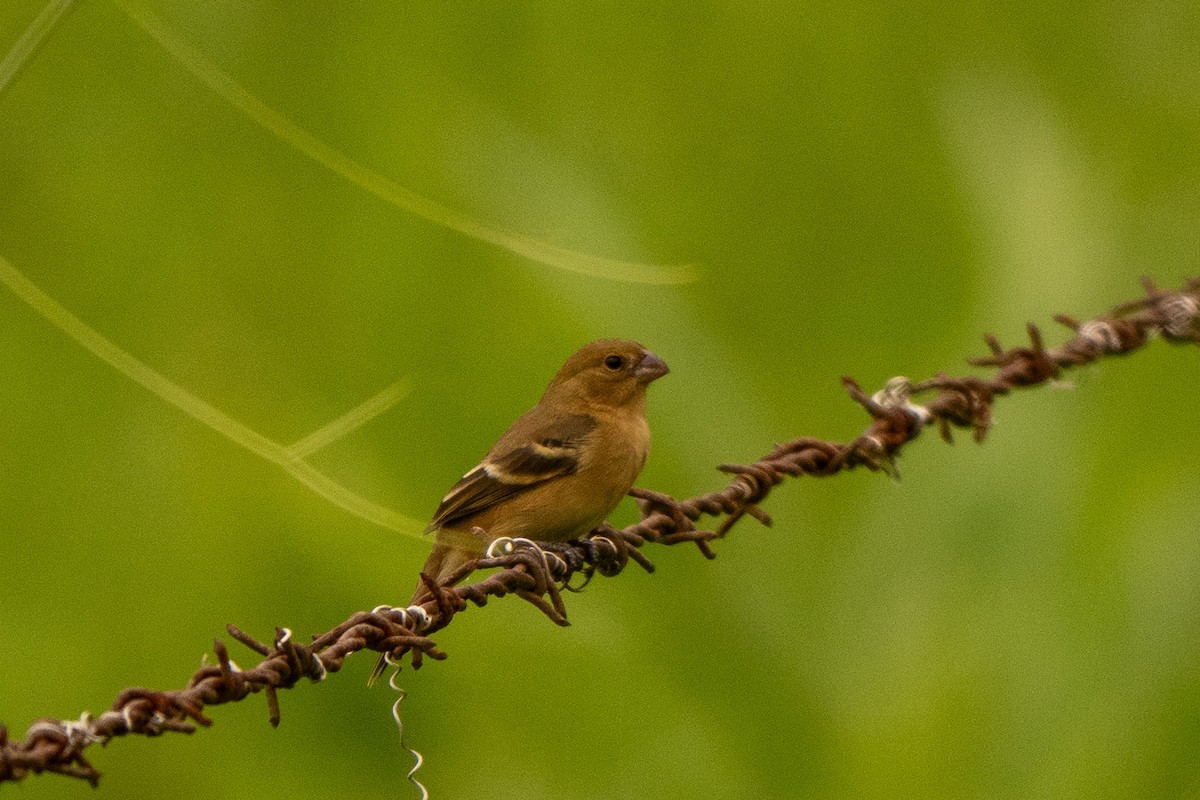 Morelet's Seedeater - ML645339987