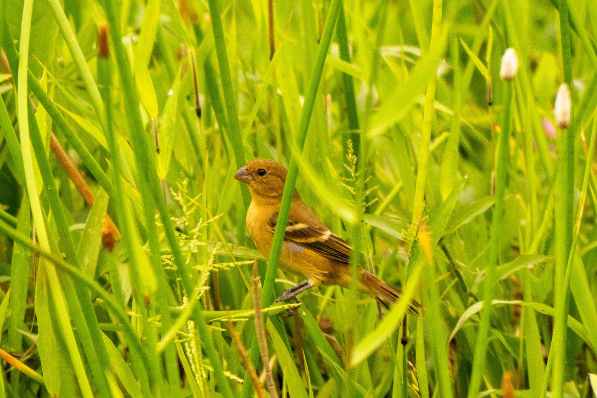 Morelet's Seedeater - ML645339988