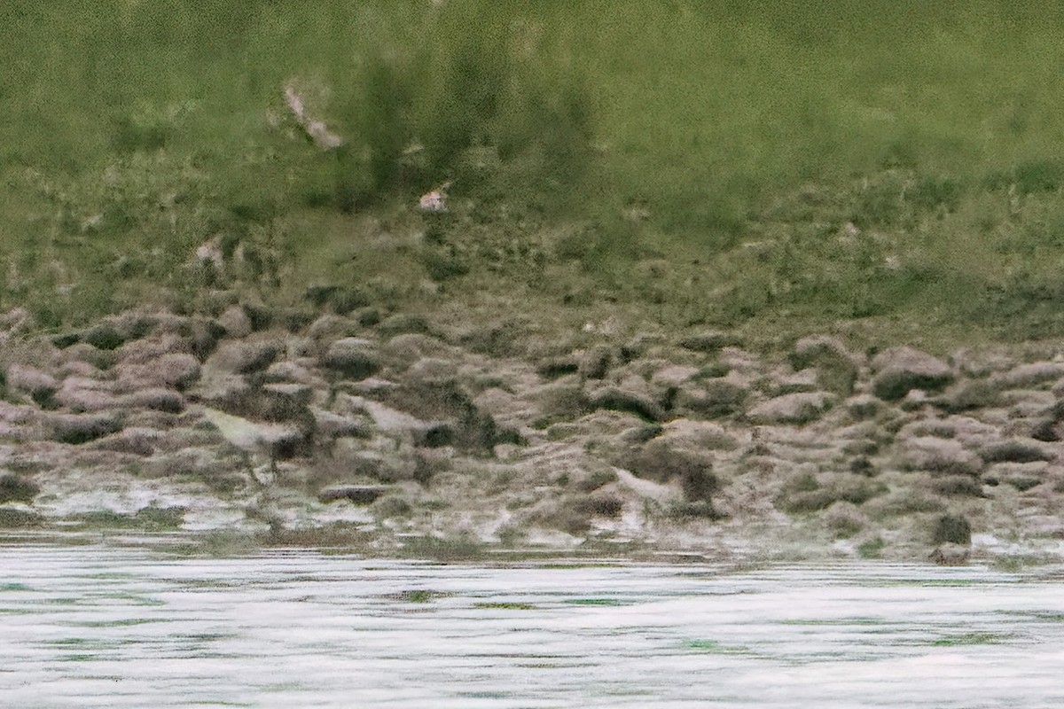 jespák šedý - ML645339997