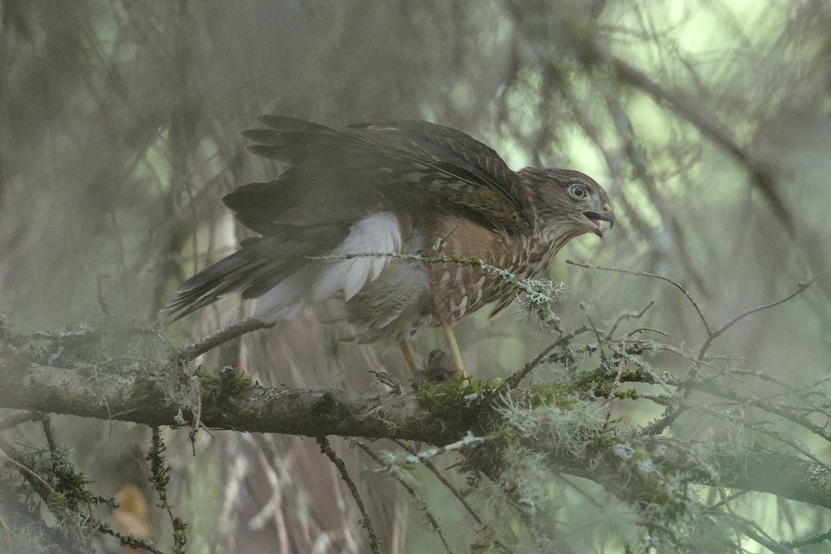 Sharp-shinned Hawk - ML645340012