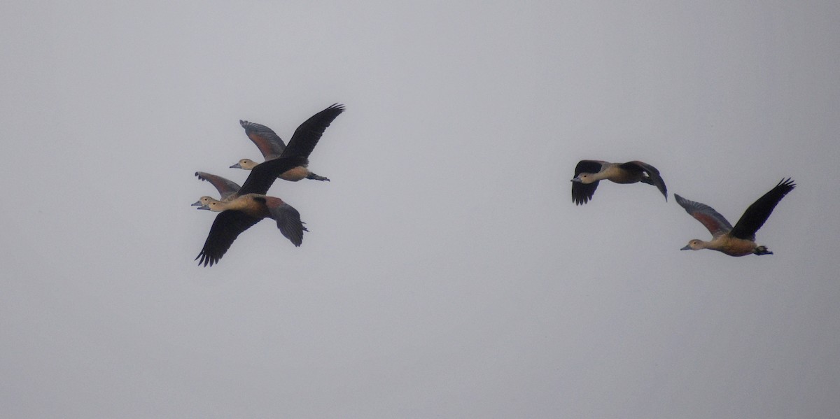 Lesser Whistling-Duck - ML645340015