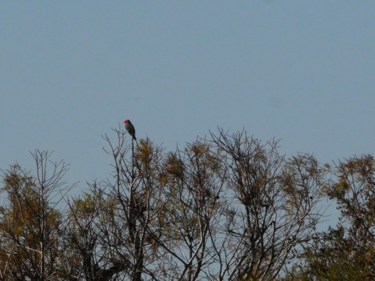 Vermilion Flycatcher - ML645340017