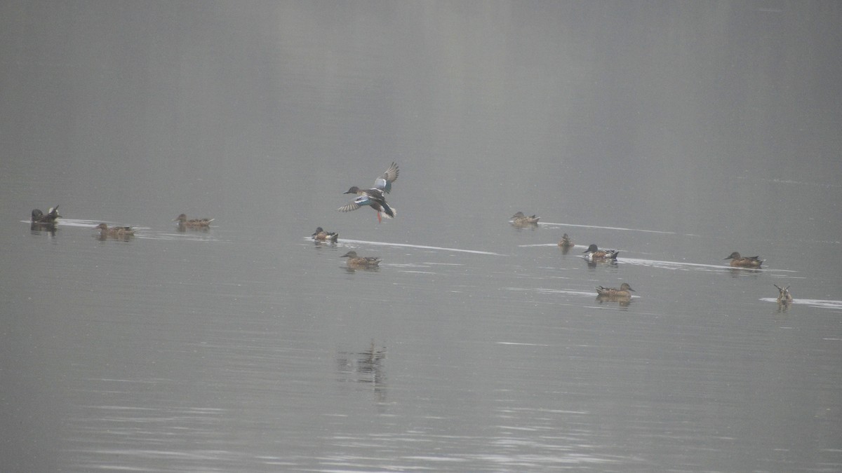 Northern Shoveler - ML645340018