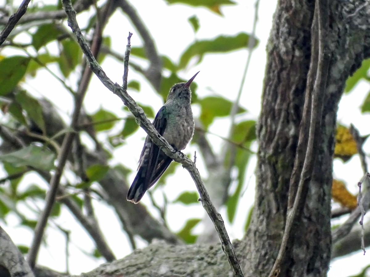 Чешуйчатогрудый саблекрыл - ML645340022