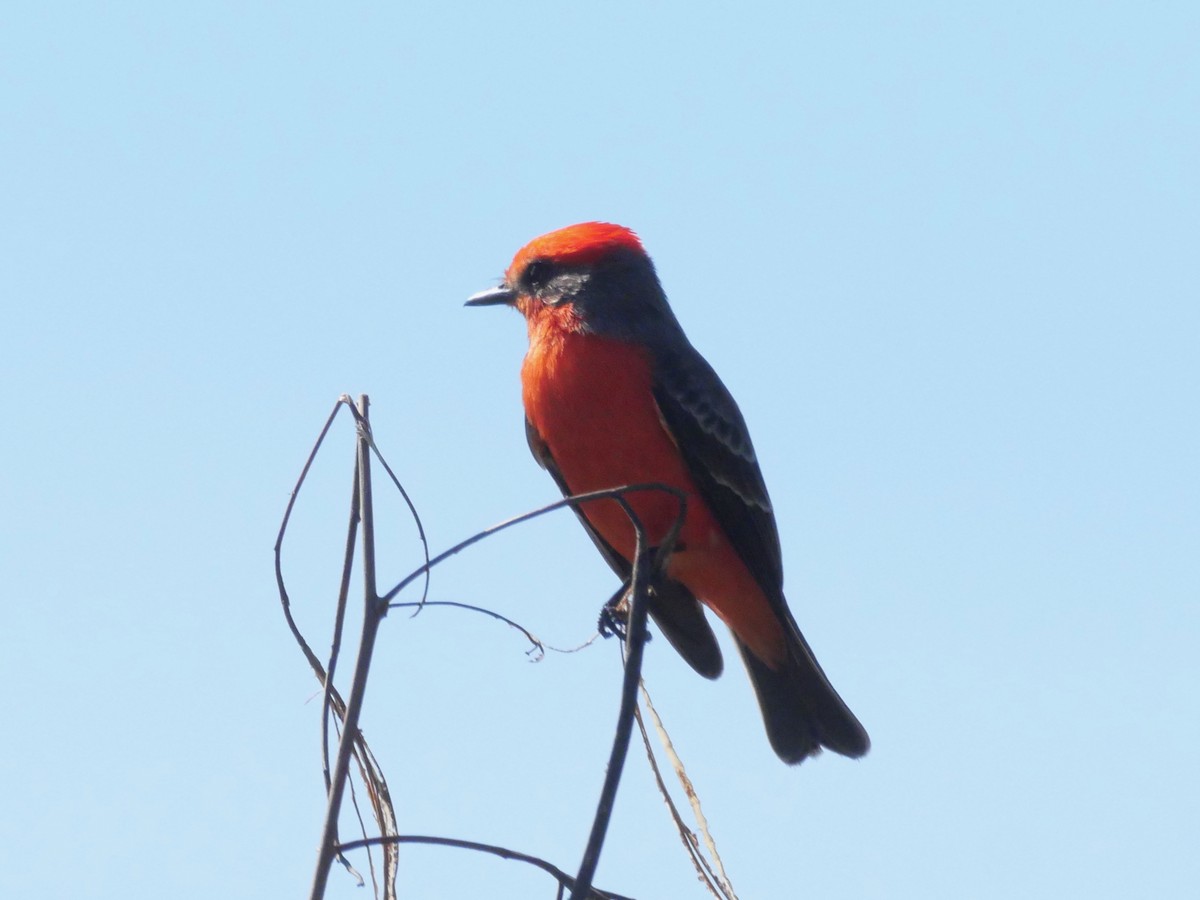 Vermilion Flycatcher - ML645340027