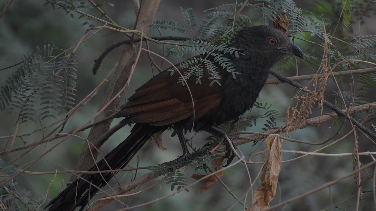 Greater Coucal - ML645340030