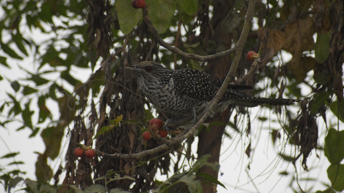Asian Koel - ML645340036