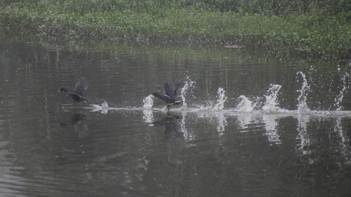 Eurasian Moorhen - ML645340038