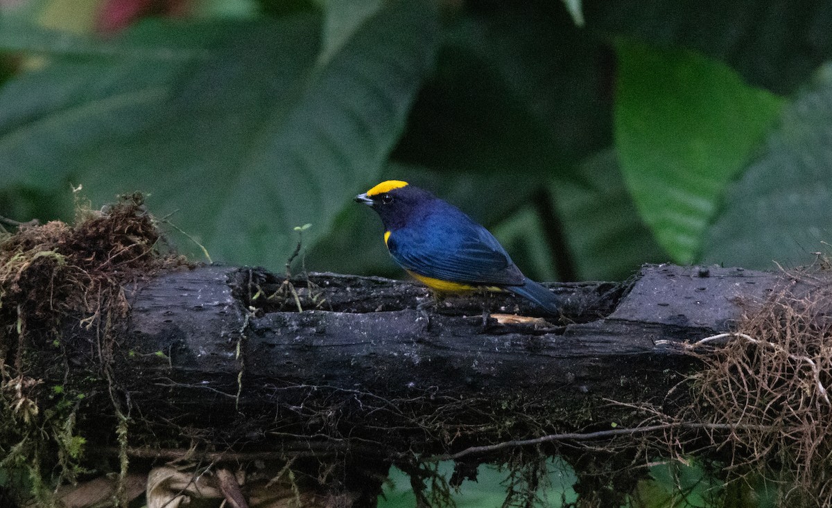 Гутурама золотолоба - ML645340043