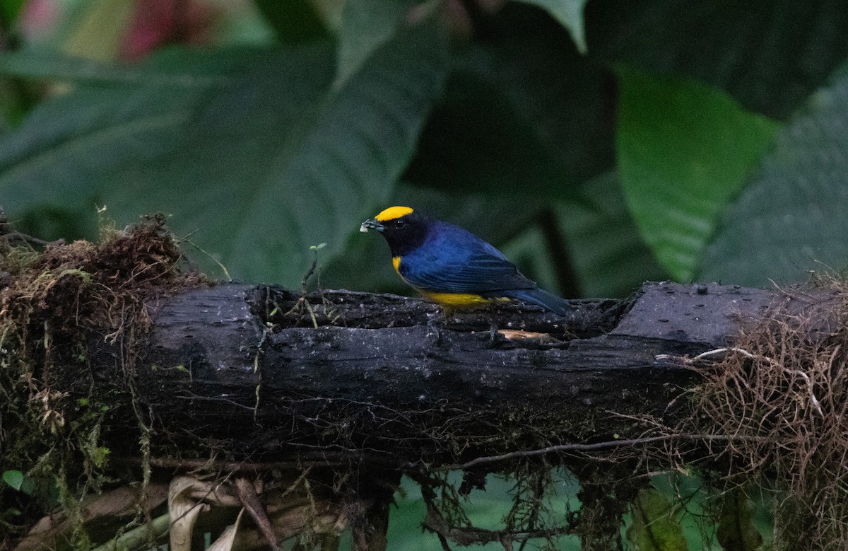 Гутурама золотолоба - ML645340044