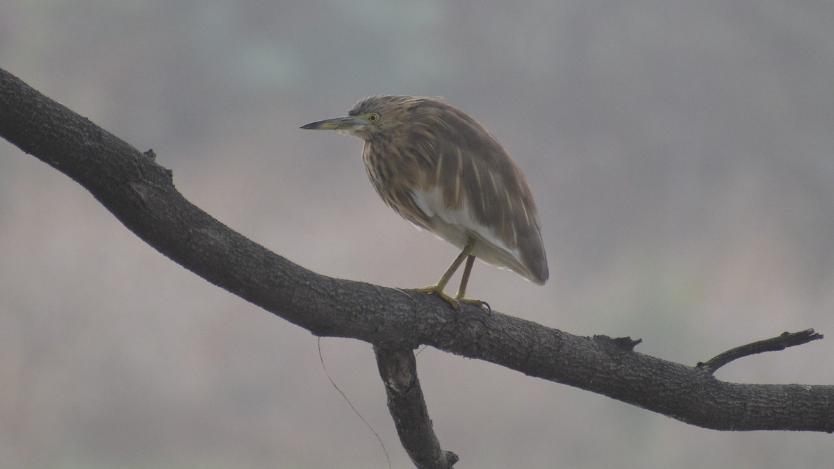 Hint Alaca Balıkçılı - ML645340045