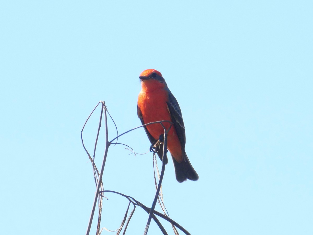 Vermilion Flycatcher - ML645340046