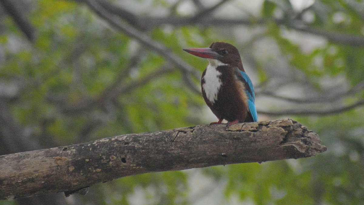 White-throated Kingfisher - ML645340051