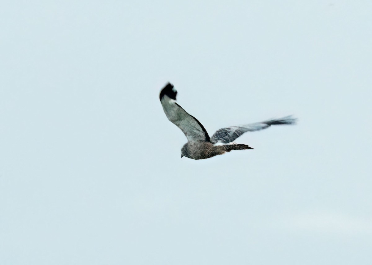 Cinereous Harrier - ML645340059