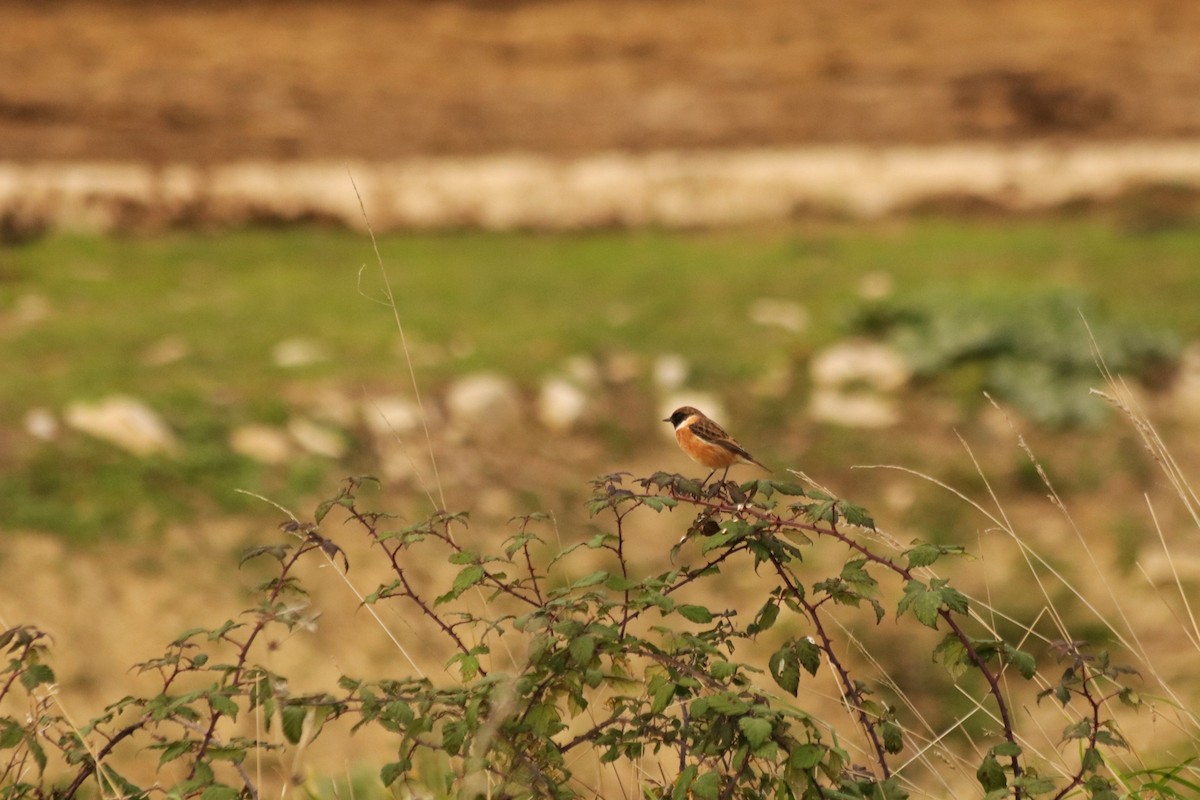 Трав'янка чорноголова - ML645340063