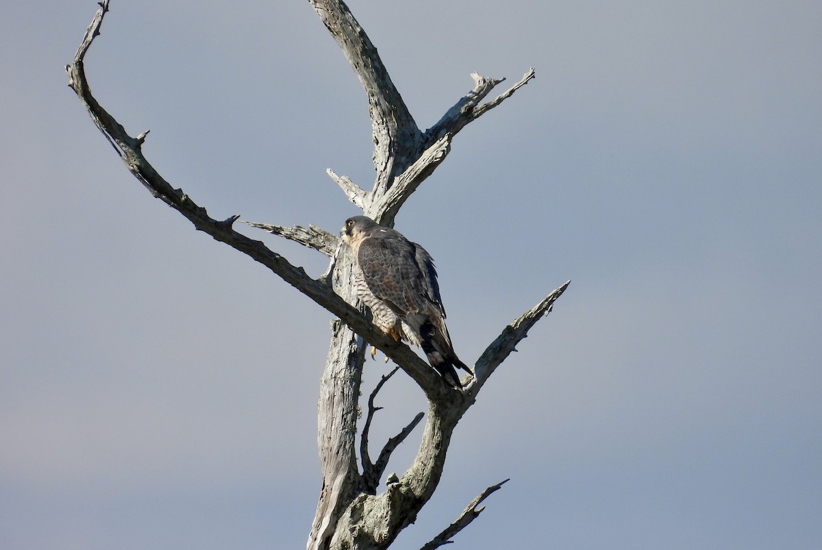 Peregrine Falcon - ML645340068