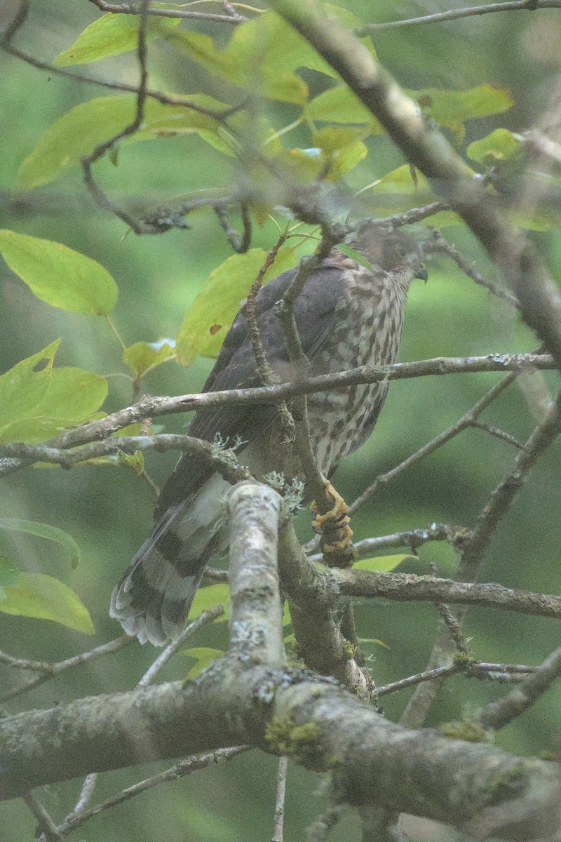 Sharp-shinned Hawk - ML645340069