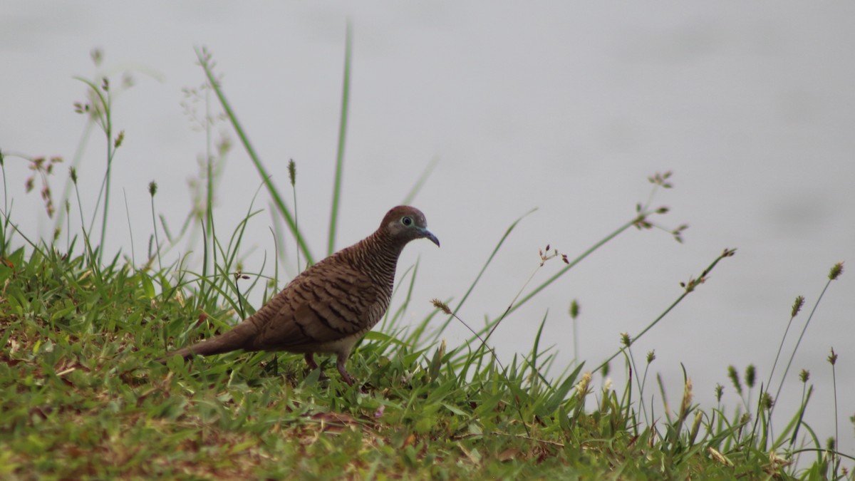 Zebra Dove - ML645340073
