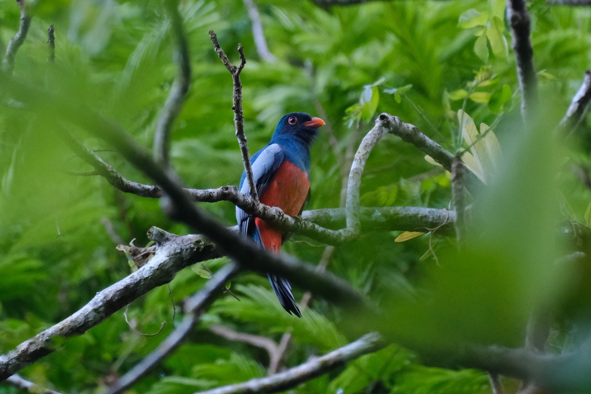 trogon kvokavý - ML645340074