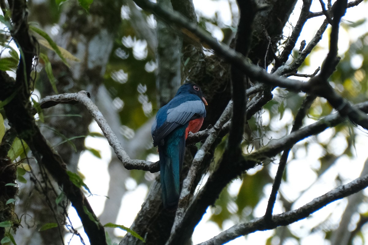 trogon kvokavý - ML645340075